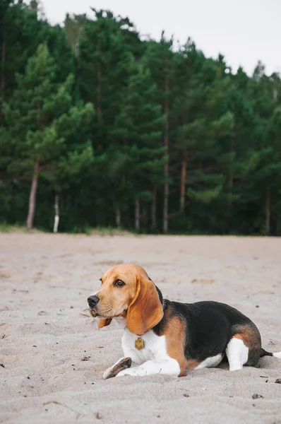 Kleiner Beagle Welpe Spaziert Abends Bei Sonnenuntergang Faul Strand Sand — Stockfoto