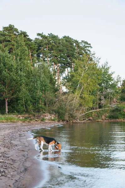 Petit Beagle Chiot Promenades Sur Plage Sur Sable Paresseux Soir — Photo