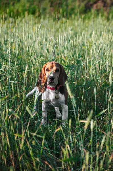 Glücklicher Welpe Beagle Hund Hat Spaß Grünen Wiesengras — Stockfoto