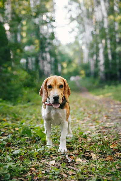 ビーグル犬の子犬は陽気で幸せな日没の夏の夜に森の中を歩く ストックフォト