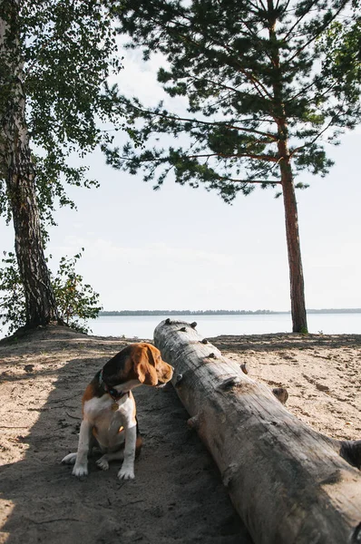 Pequeño Perrito Beagle Pasea Por Playa Arena Perezoso Por Noche — Foto de Stock