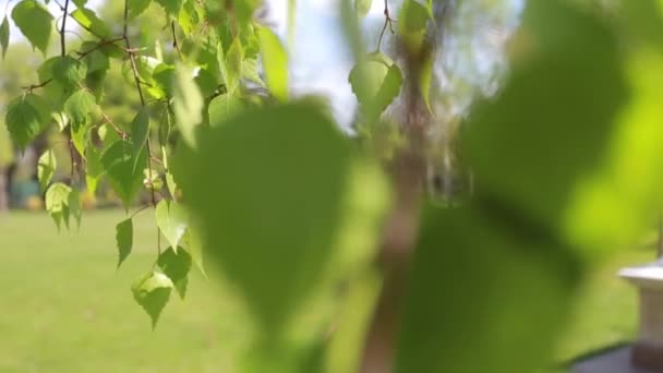 Березовые листья на расплывчатом фоне, смена фокуса — стоковое видео