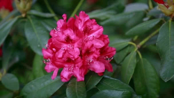 ゆっくりと風に揺れるピンクの花の低木 — ストック動画