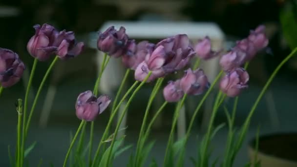 lentement, gros plan, tulipes violettes balancent sur le vent