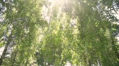 sabitleyici, her yerde bir sürü güneş parlar birches