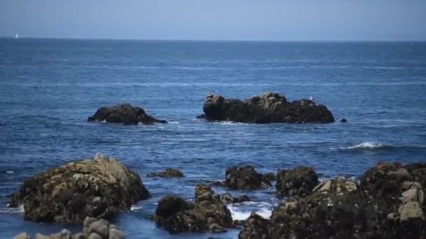 Prachtig uitzicht op de rotsachtige kust van de oceaan, veel meeuwen. — Stockvideo