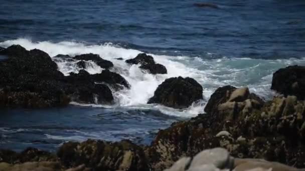 Krásný výhled na skalnatý břeh oceánu, spousta racků. — Stock video
