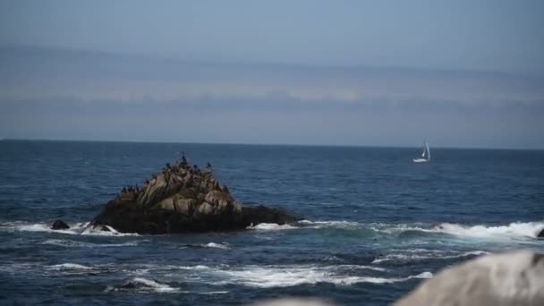 Bela vista da costa rochosa do oceano, muitas gaivotas . — Vídeo de Stock