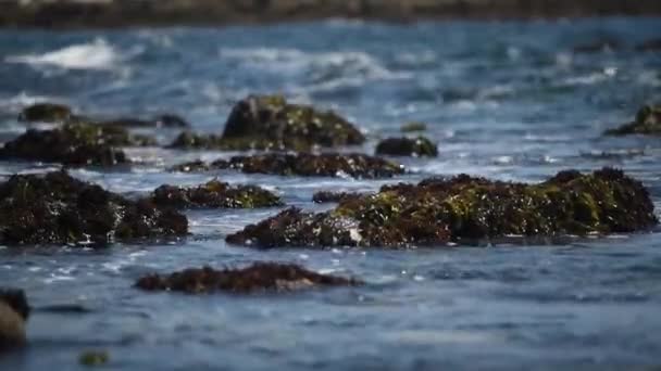 Hermosa vista de la costa rocosa del océano, un montón de gaviotas. — Vídeos de Stock