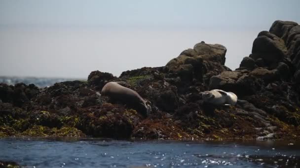 Belle vue sur le rivage rocheux de l'océan, beaucoup de goélands. — Video