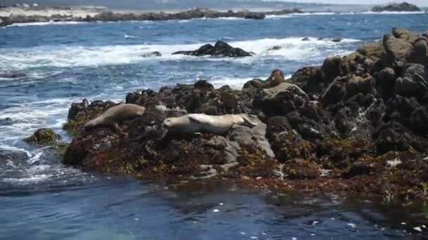 Bella vista sulla riva rocciosa dell'oceano, un sacco di gabbiani. — Video Stock