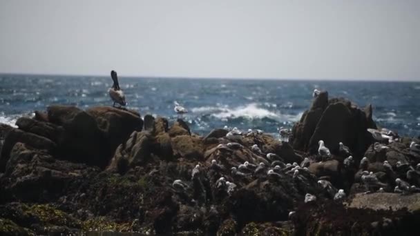 Vacker utsikt över den klippiga stranden av havet, massor av måsar. — Stockvideo