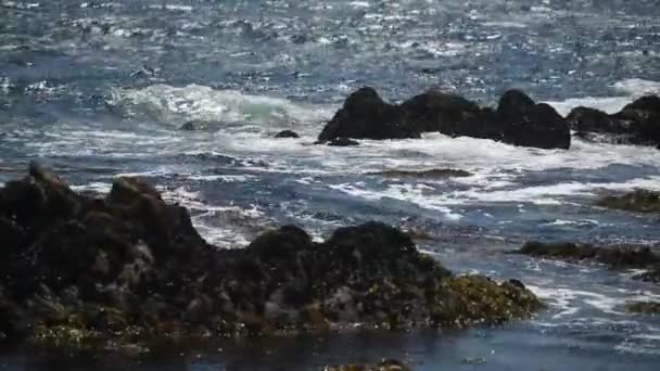 Prachtig uitzicht op de rotsachtige kust van de oceaan, veel meeuwen. — Stockvideo