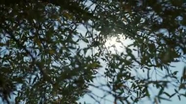 Parlak güneşin altında bahar orman.