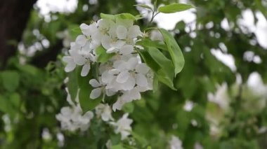 closeup, nisan, bir elma ağacı üzerinde çiçekler
