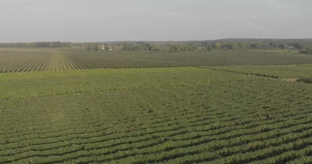 Vue sur l'aérodrome, les mariés marchent à travers le vignoble — Video