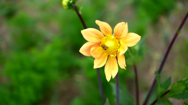 Gros plan doux des fleurs jaunes — Video