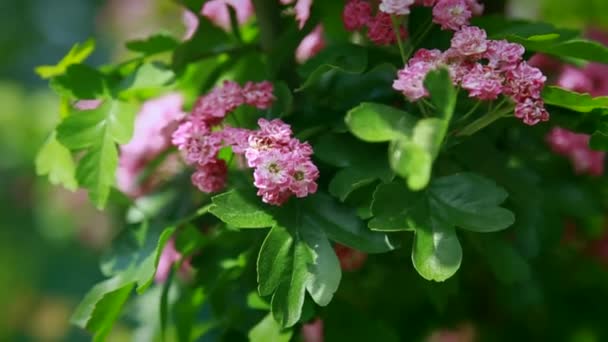 Lentamente, arbusti con fiori rosa oscillano nel vento — Video Stock