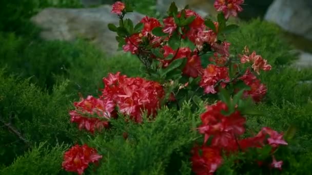 Langzaam, struiken met roze bloemen schommelen in de wind — Stockvideo