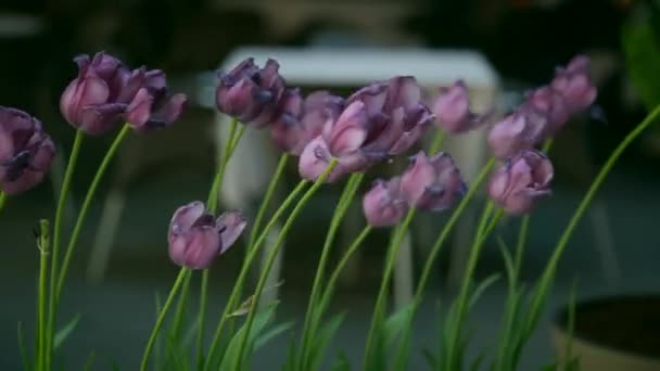 lentement, gros plan, tulipes violettes balancent sur le vent