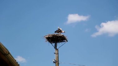 Birçok leylek gökyüzünde yükseklere uçar