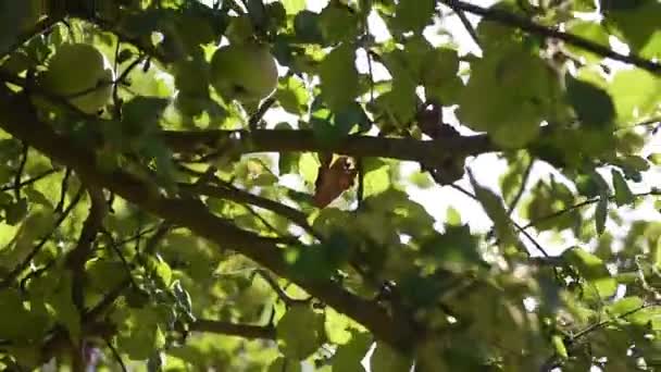 Por todas partes la rama con manzanas sol visible — Vídeos de Stock