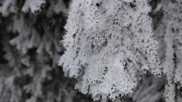 木の枝は四方に雪で覆われていて — ストック動画