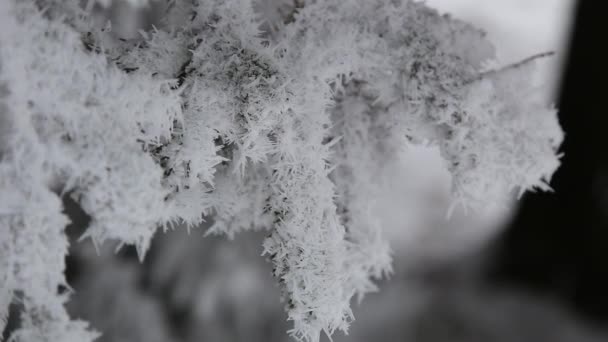 De tak van de boom is aan alle kanten bedekt met sneeuw — Stockvideo