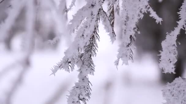 La branche de l'arbre est recouverte de neige de tous les côtés — Video