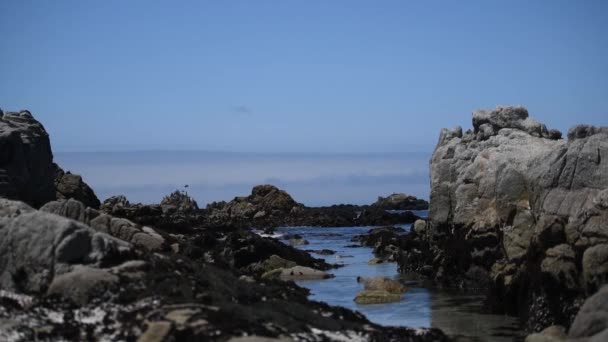 Bela vista da costa rochosa do oceano, muitas gaivotas . — Vídeo de Stock