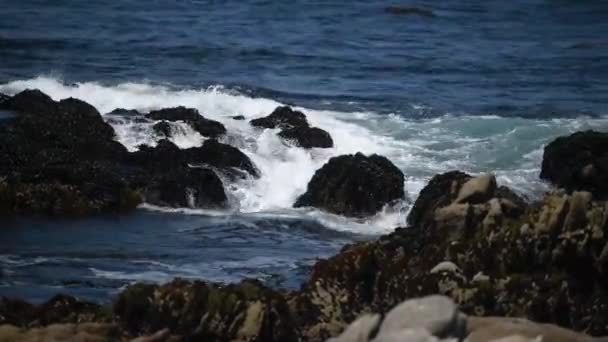 Belle vue sur le rivage rocheux de l'océan, beaucoup de goélands. — Video