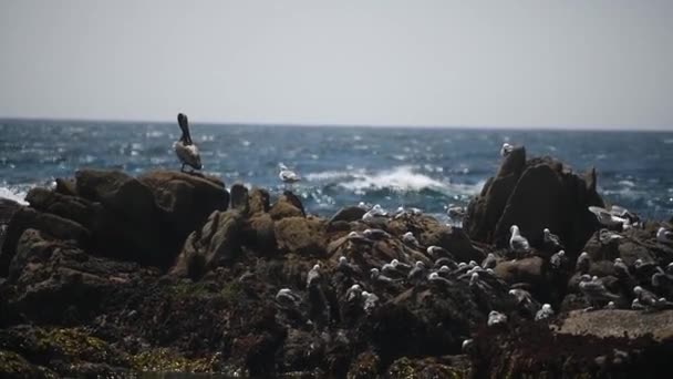 Belle vue sur le rivage rocheux de l'océan, beaucoup de goélands. — Video