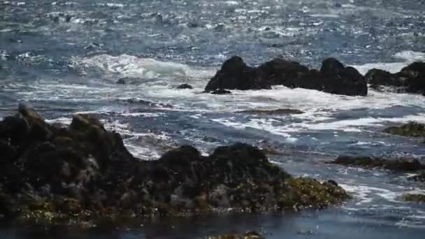 Belle vue sur le rivage rocheux de l'océan, beaucoup de goélands. — Video