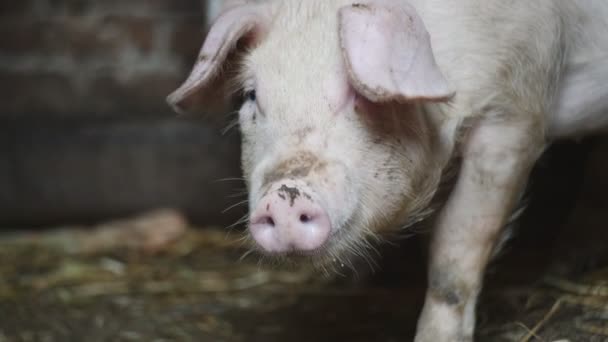 Little pig on a pig farm. — Stock Footage Little pig on a pig farm. Stock Video