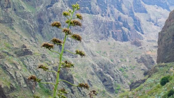 Mountain Village maska i Teneriffa, Kanarieöarna, Spanien. — Stockvideo