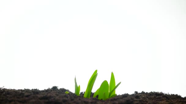 Wzrost młodych zielonych roślin trawy upływ czasu na białym tle — Wideo stockowe