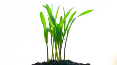 Genç yeşil bitkilerin büyüme çim zaman hızlandırılmış izole