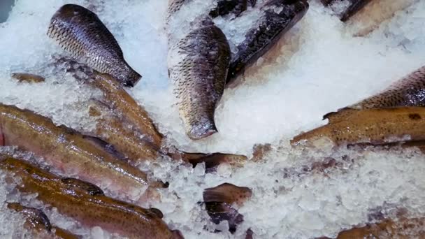 Verse zeevis die op ijs in de markt wordt geplaatst — Stockvideo
