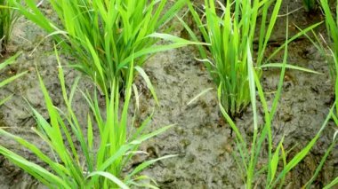 Pirinç Tarlası terası. Esen rüzgar