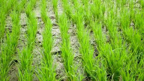 Terraço de campo de arroz. Vento soprando — Vídeo de Stock