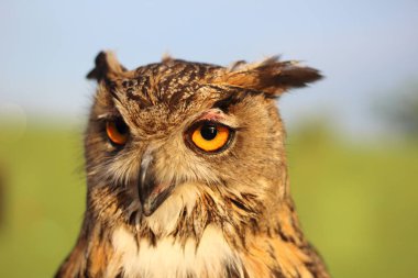 Sarı gözlü ve çıkıntılı gagası olan kartal baykuşunun delici bakışları