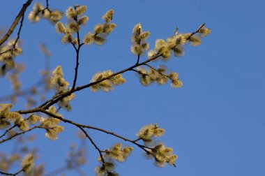 Mavi gökyüzünde çiçek açan söğüt çiçekleri