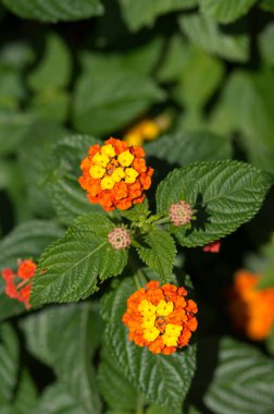 Lantana Camara güneş ışığında açan çalılar