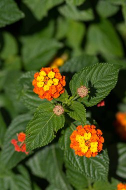 Lantana Camara güneş ışığında açan çalılar