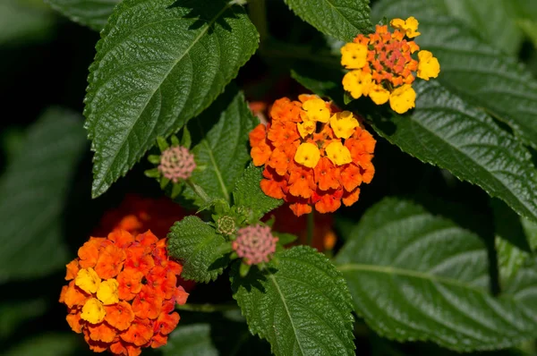Lantana Camara güneş ışığında açan çalılar