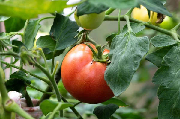 Fruta Tomate Vermelha Que Cresce Arbusto — Fotografia de Stock