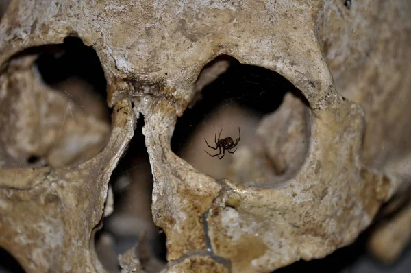 Eski insan kafatasında siyah örümcek