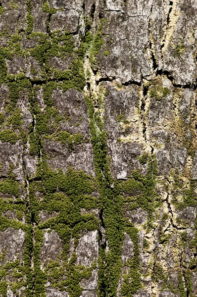 Ağaç kabuğu yosun ile kaplanmış.