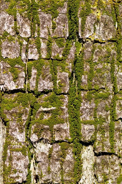 Ağaç kabuğu yosun ile kaplanmış.
