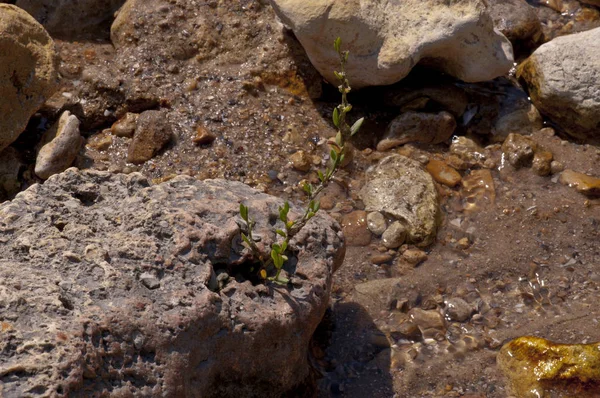 Taşlar hakkında ağaçlar büyümek